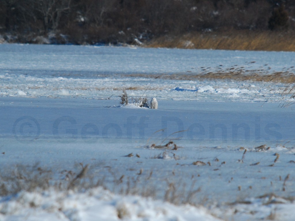 SNOW-AG_Snowy-Owl