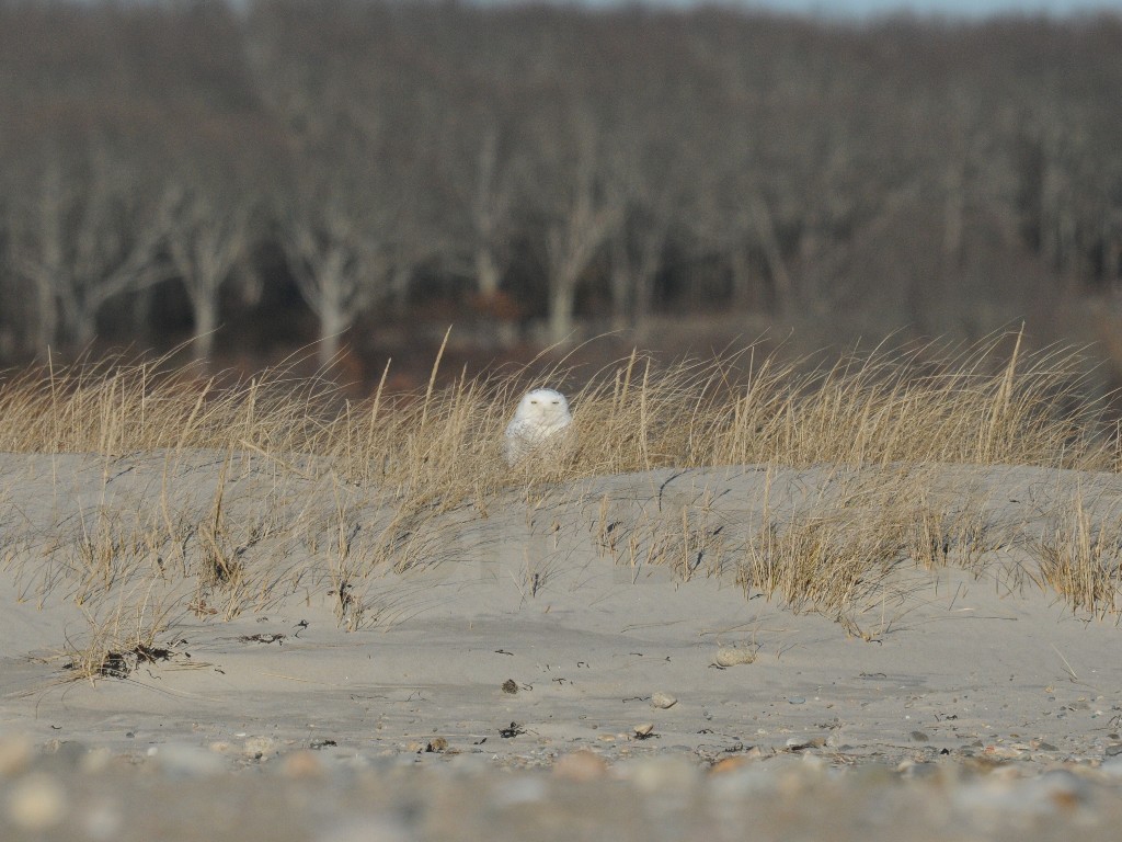 SNOW-AH_Snowy-Owl