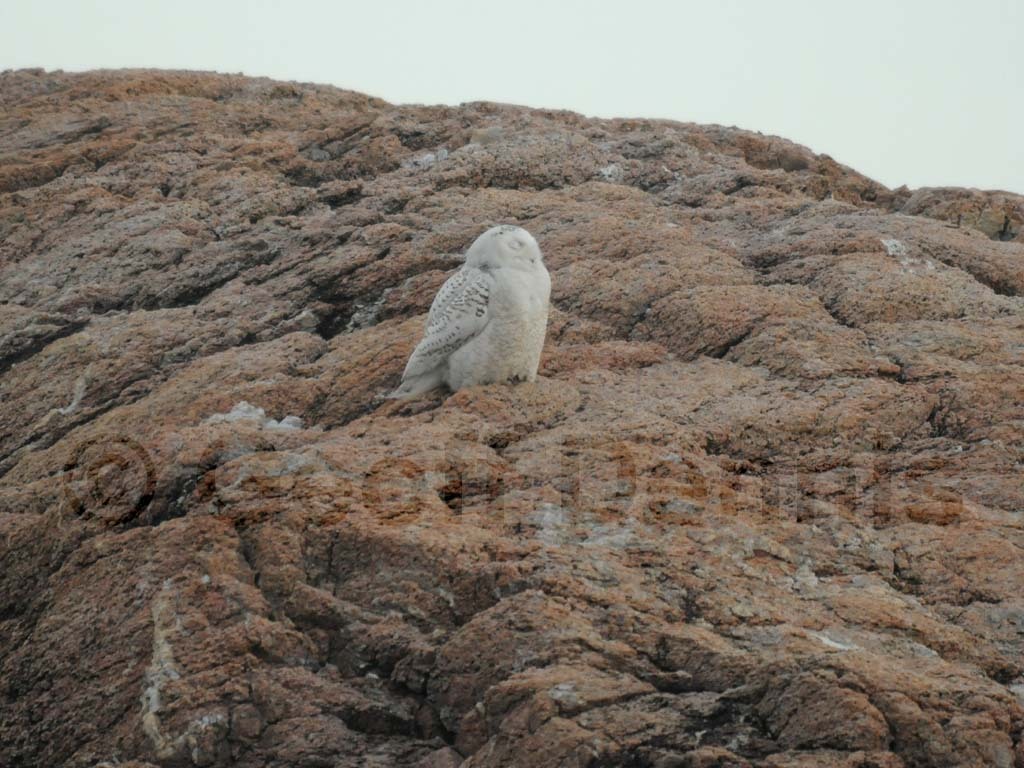 SNOW-AI_Snowy-Owl