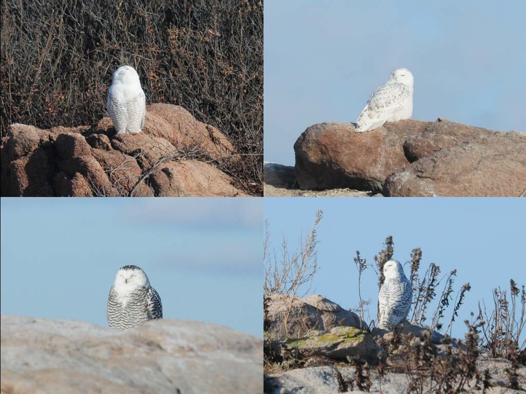 SNOW-AJ_Snowy-Owl