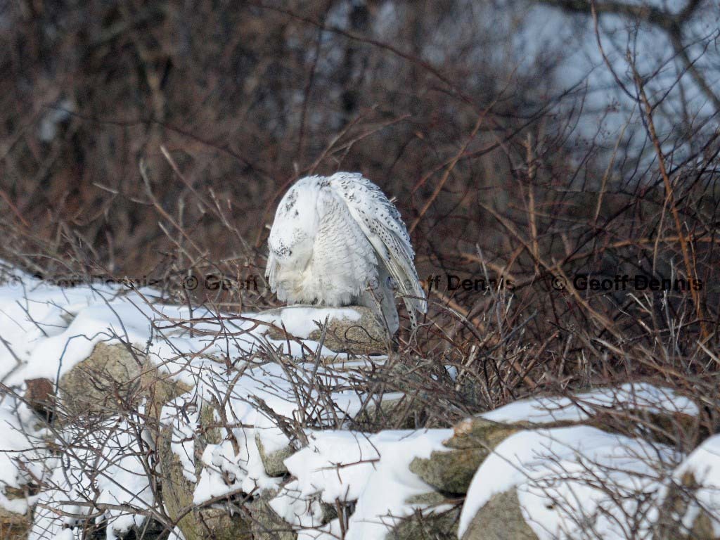 SNOW-AK_Snowy-Owl