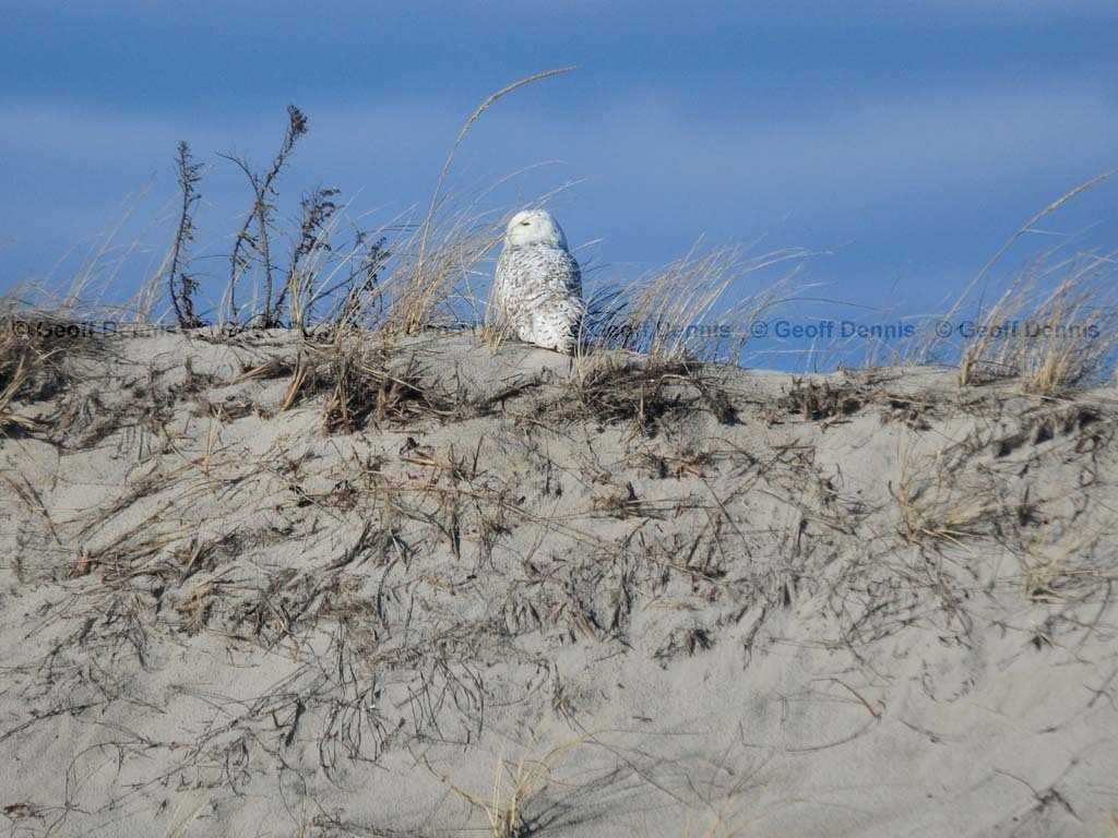 SNOW-AL_Snowy-Owl