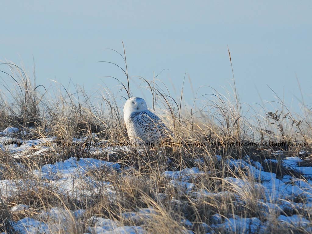 SNOW-AM_Snowy-Owl