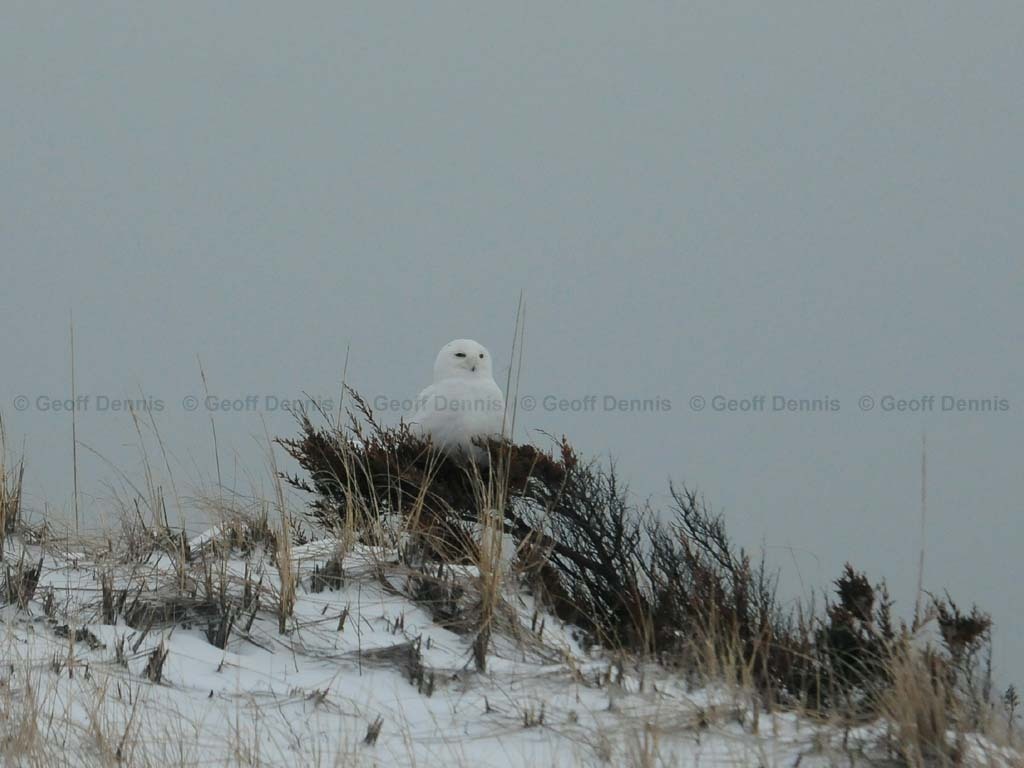 SNOW-AO_Snowy-Owl
