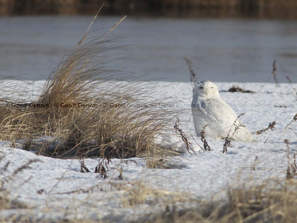 SNOW-AP_Snowy-Owl