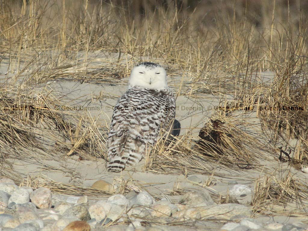 SNOW-AQ_Snowy-Owl