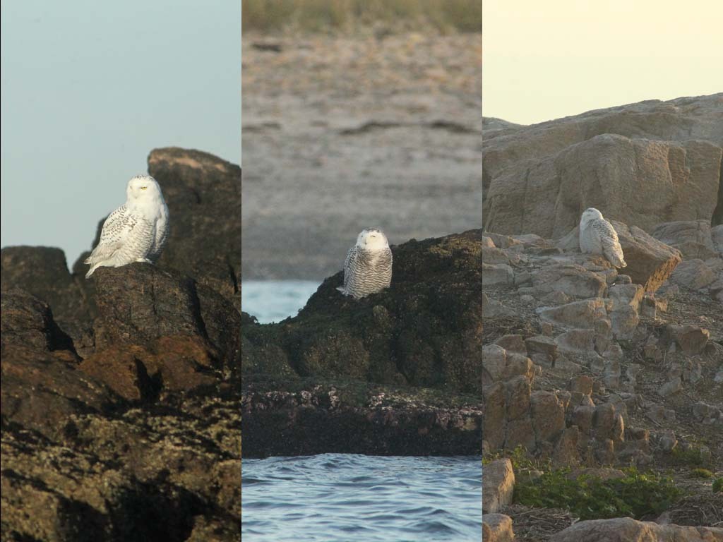 SNOW-AR_Snowy-Owl