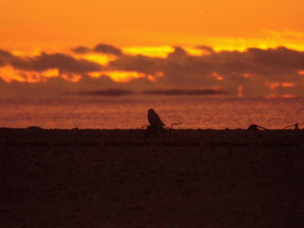 SNOW-BA_Snowy-Owl