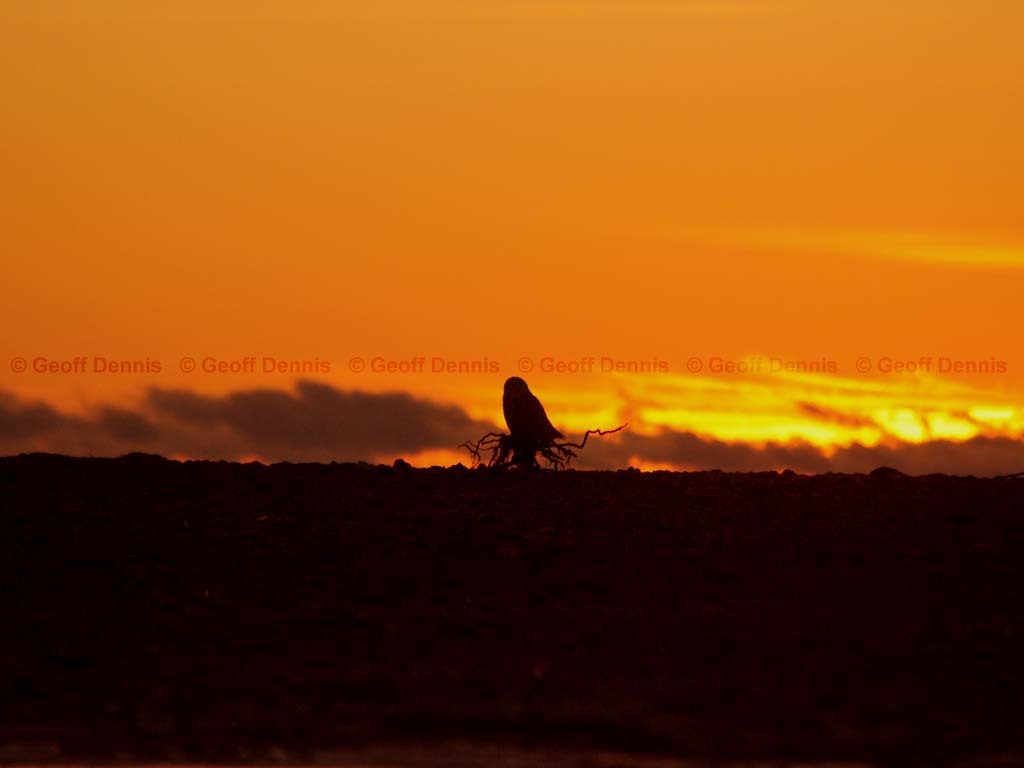 SNOW-BB_Snowy-Owl