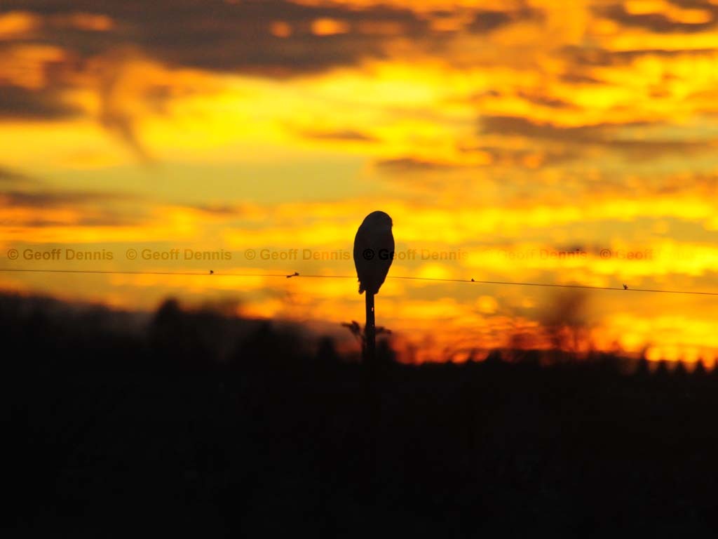 SNOW-BC_Snowy-Owl