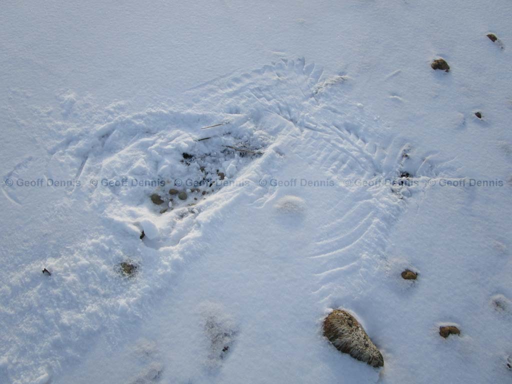 SNOW-BE_Snowy-Owl
