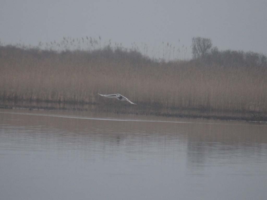 SNOW-BL_Snowy-Owl