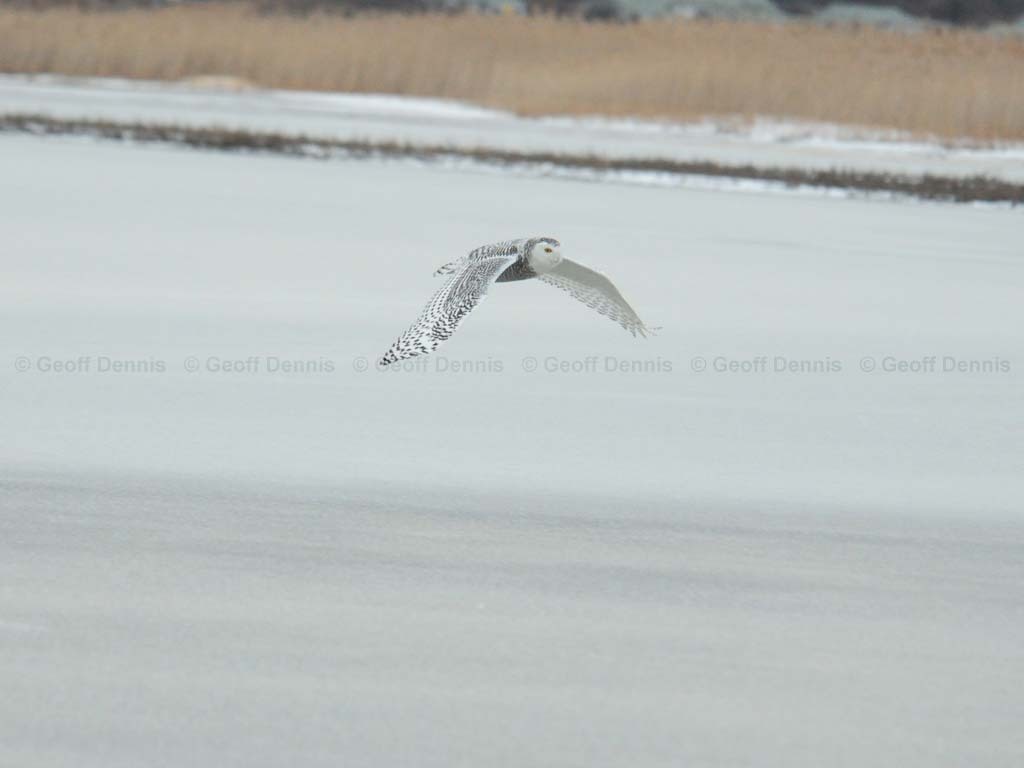 SNOW-BM_Snowy-Owl