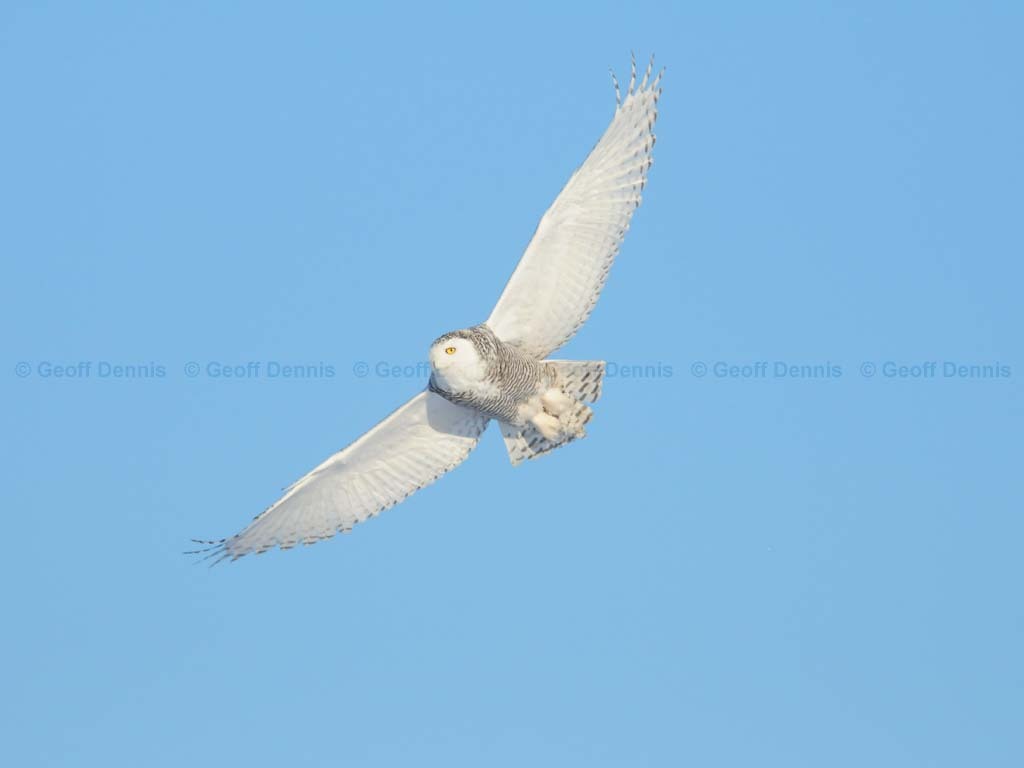 SNOW-BN_Snowy-Owl
