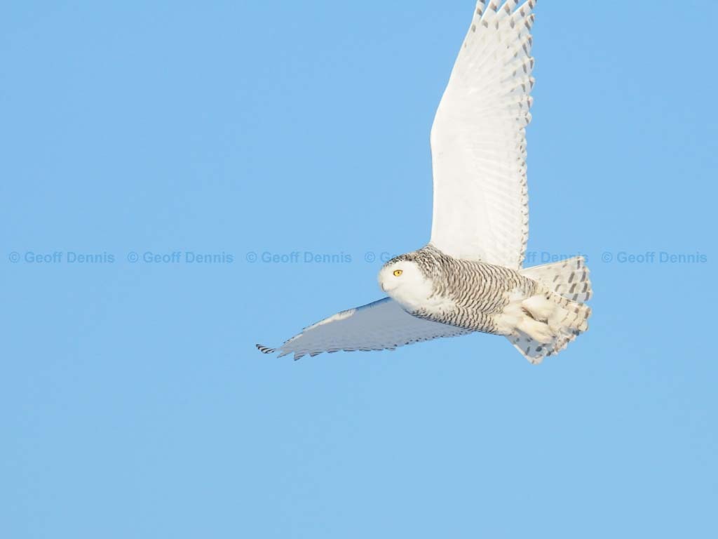 SNOW-BO_Snowy-Owl