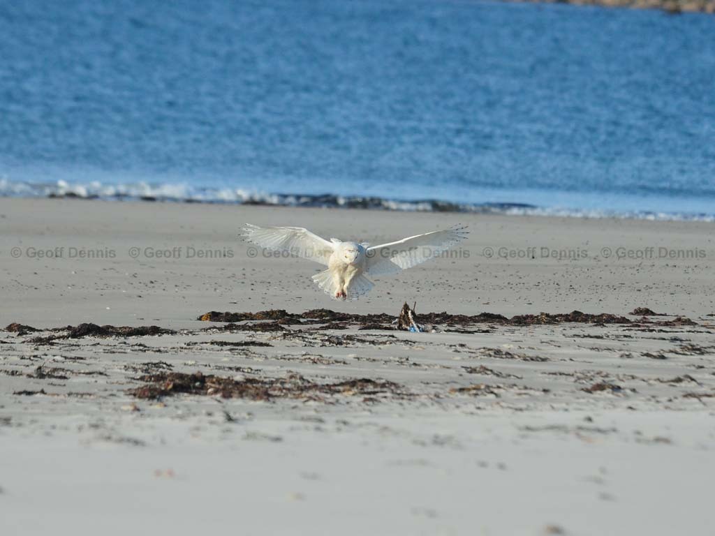 SNOW-BP_Snowy-Owl