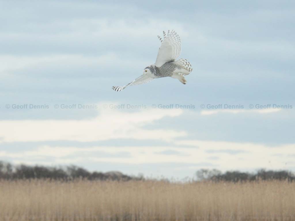 SNOW-BQ_Snowy-Owl