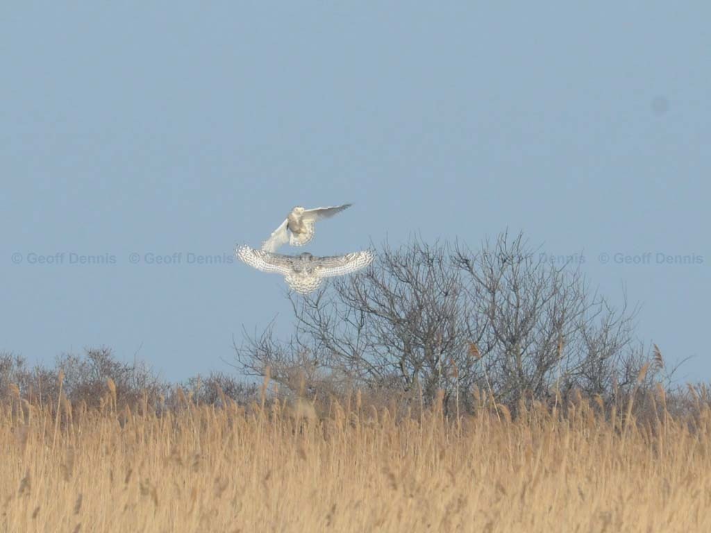 SNOW-BR_Snowy-Owl