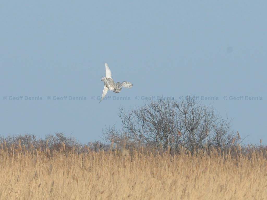 SNOW-BS_Snowy-Owl
