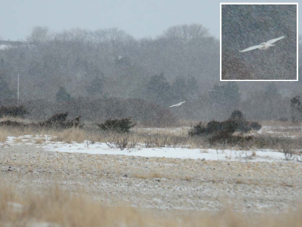 SNOW-BT_Snowy-Owl