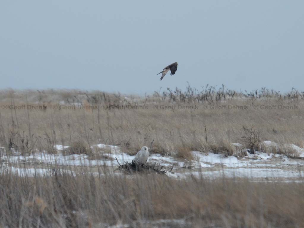 SNOW-BU_Snowy-Owl