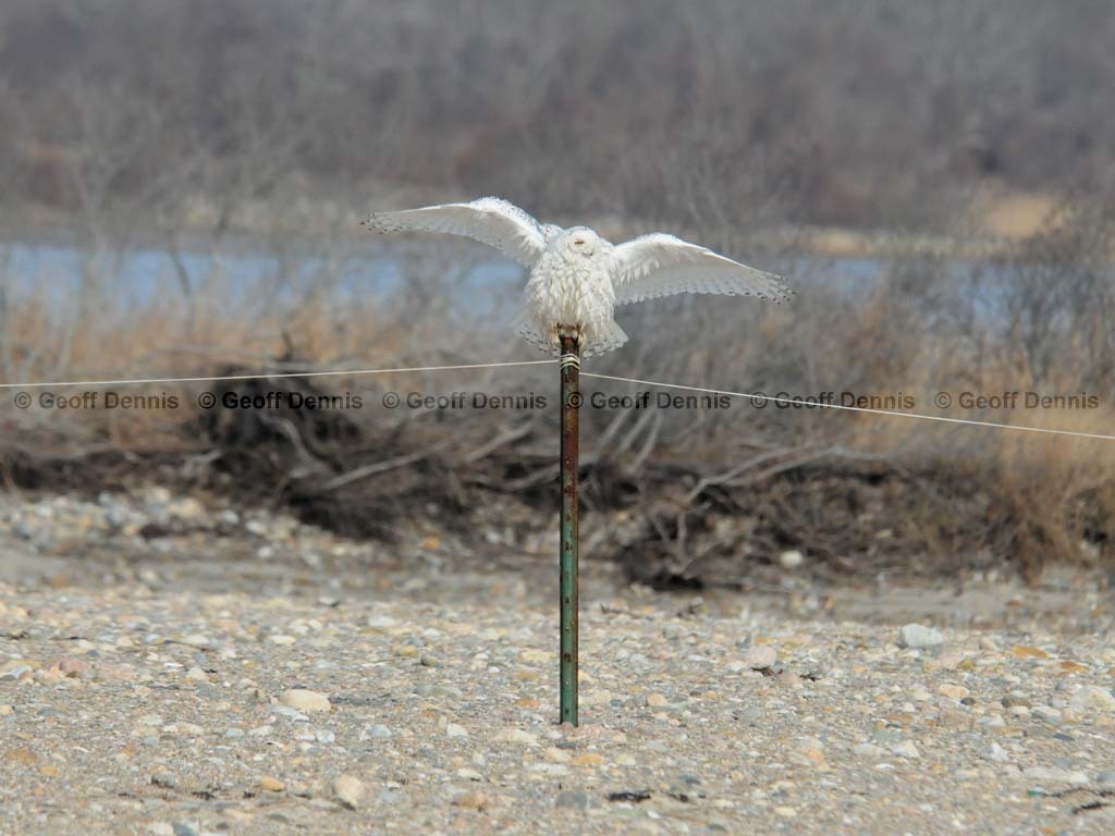 SNOW-BX_Snowy-Owl
