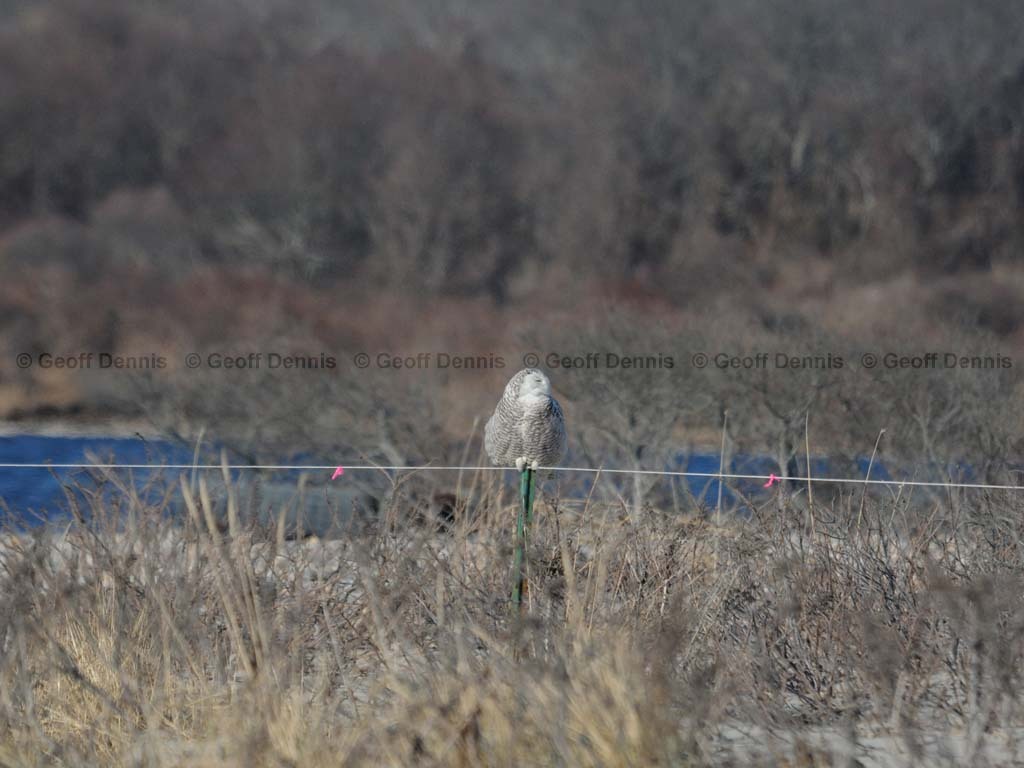 SNOW-BY_Snowy-Owl