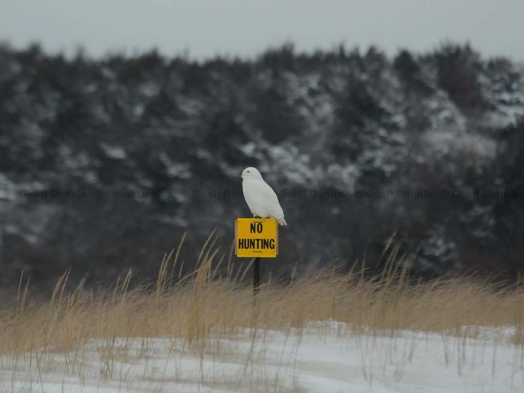 SNOW-BZ_Snowy-Owl
