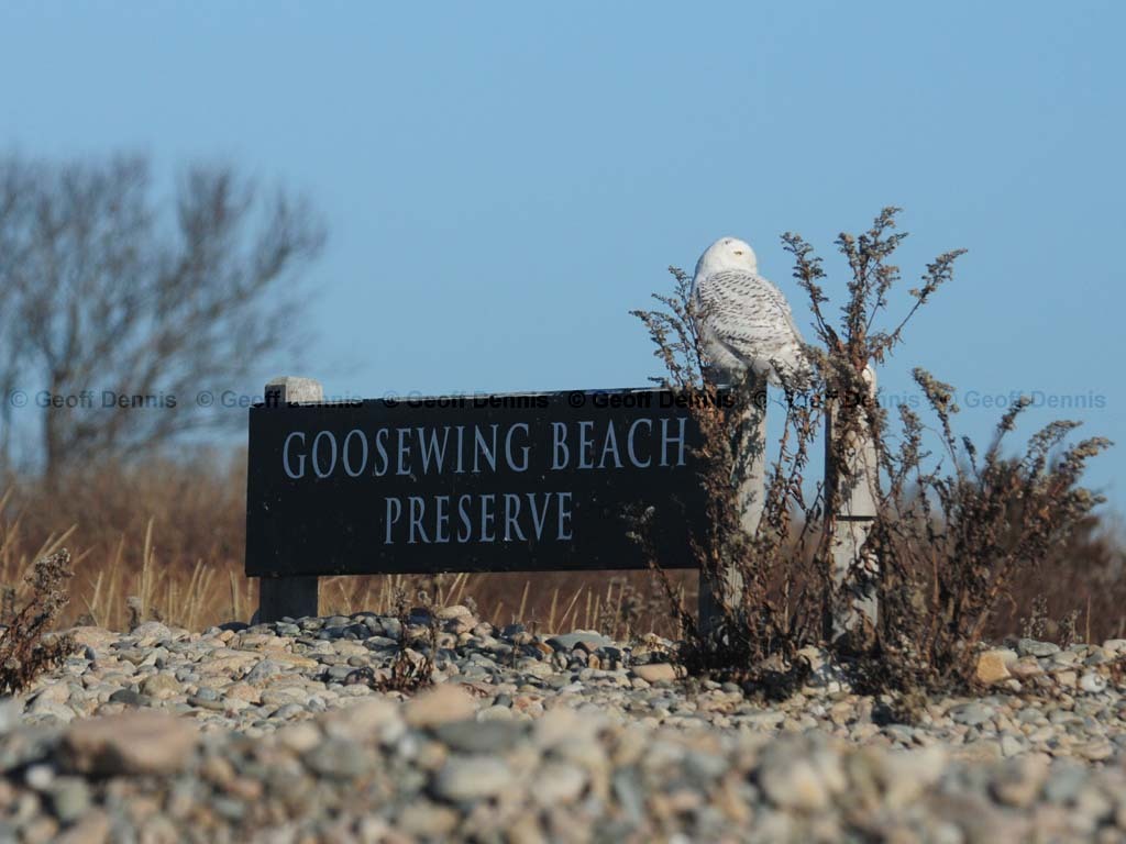 SNOW-CA_Snowy-Owl