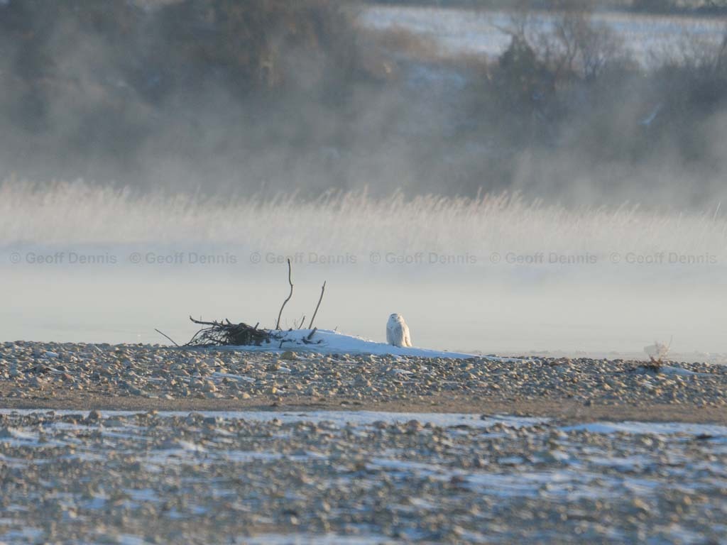 SNOW-CC_Snowy-Owl