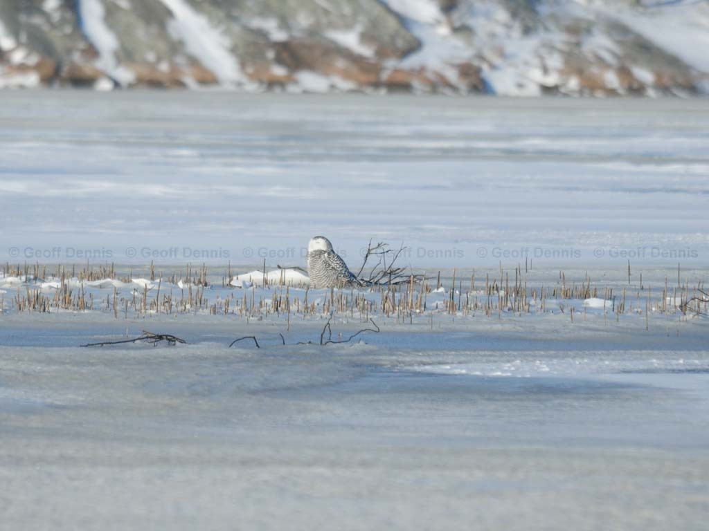 SNOW-CD_Snowy-Owl
