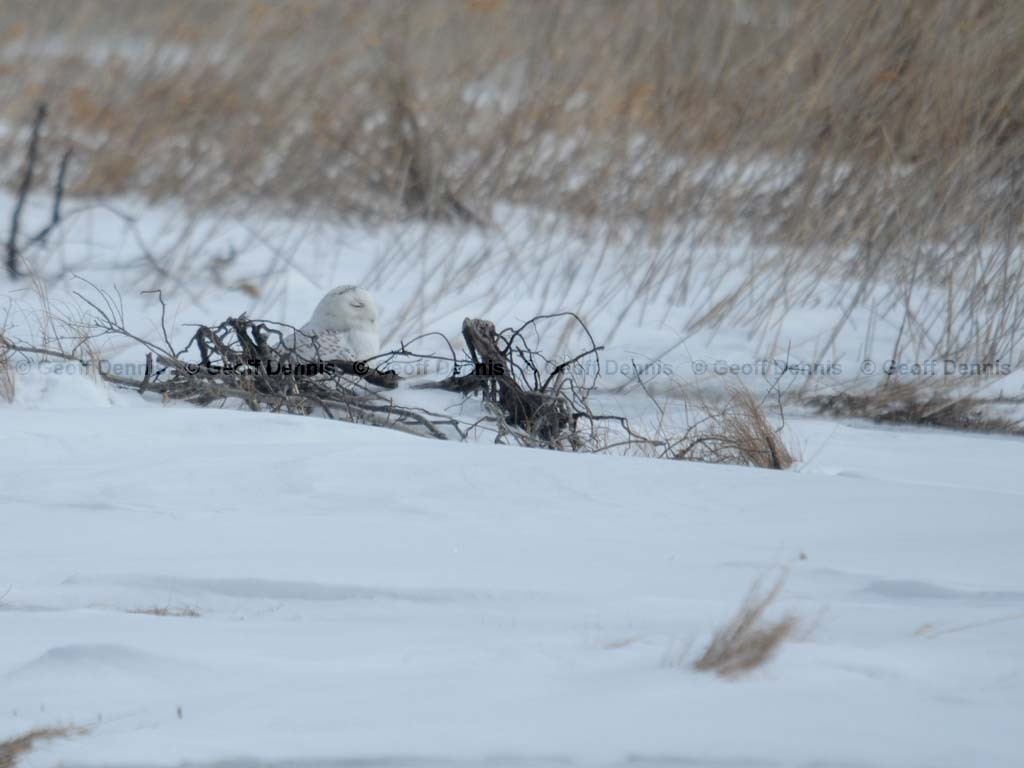 SNOW-CE_Snowy-Owl