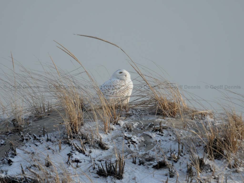 SNOW-CF_Snowy-Owl