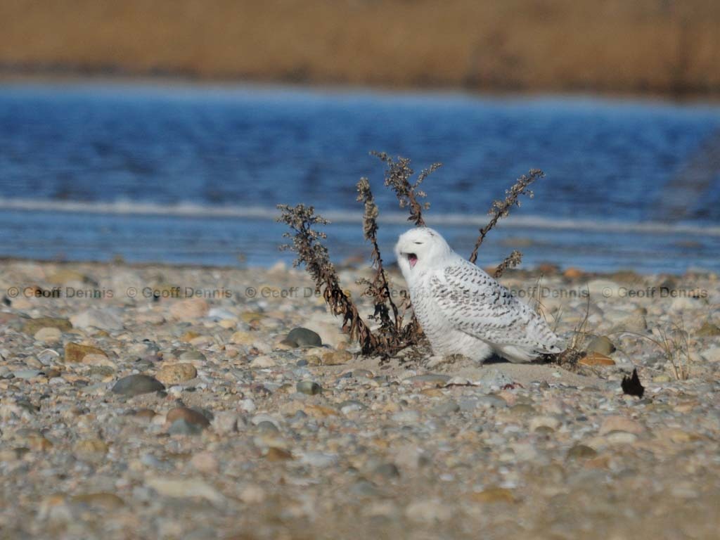 SNOW-CG_Snowy-Owl