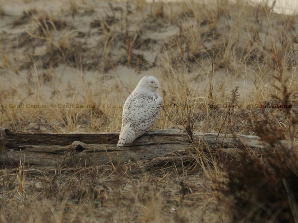 SNOW-CH_Snowy-Owl