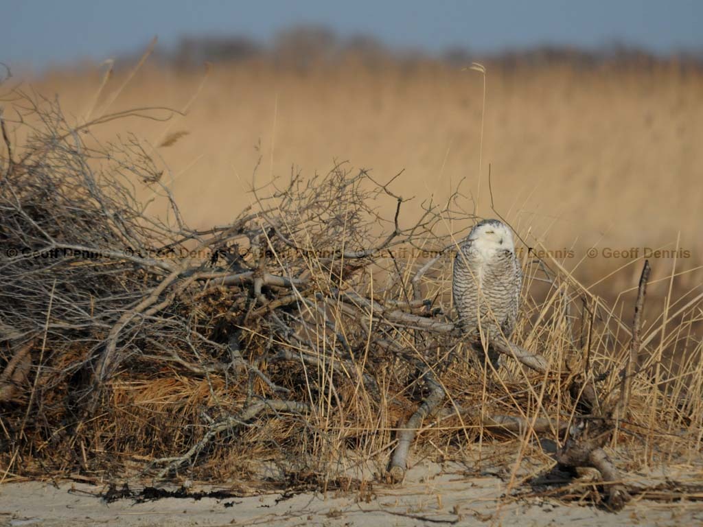 SNOW-CI_Snowy-Owl
