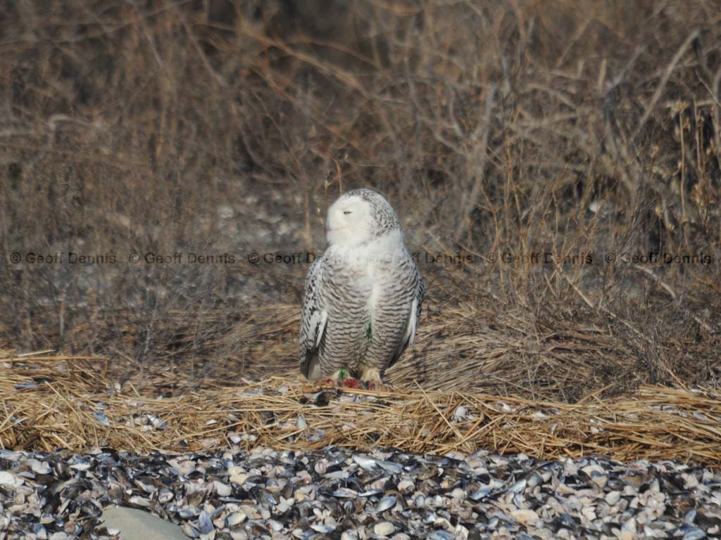 SNOW-CJ_Snowy-Owl