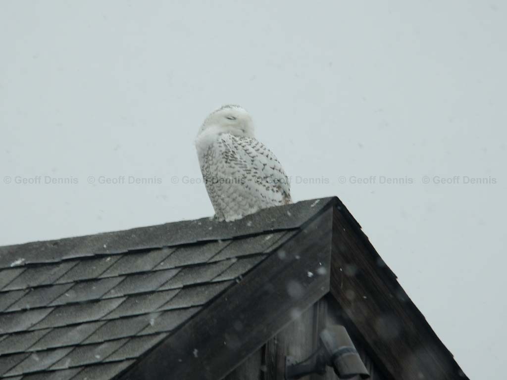 SNOW-CK_Snowy-Owl