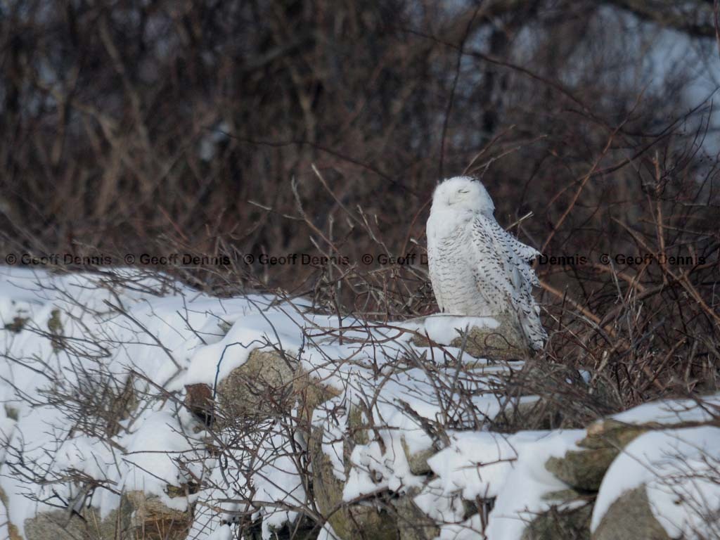 SNOW-CL_Snowy-Owl