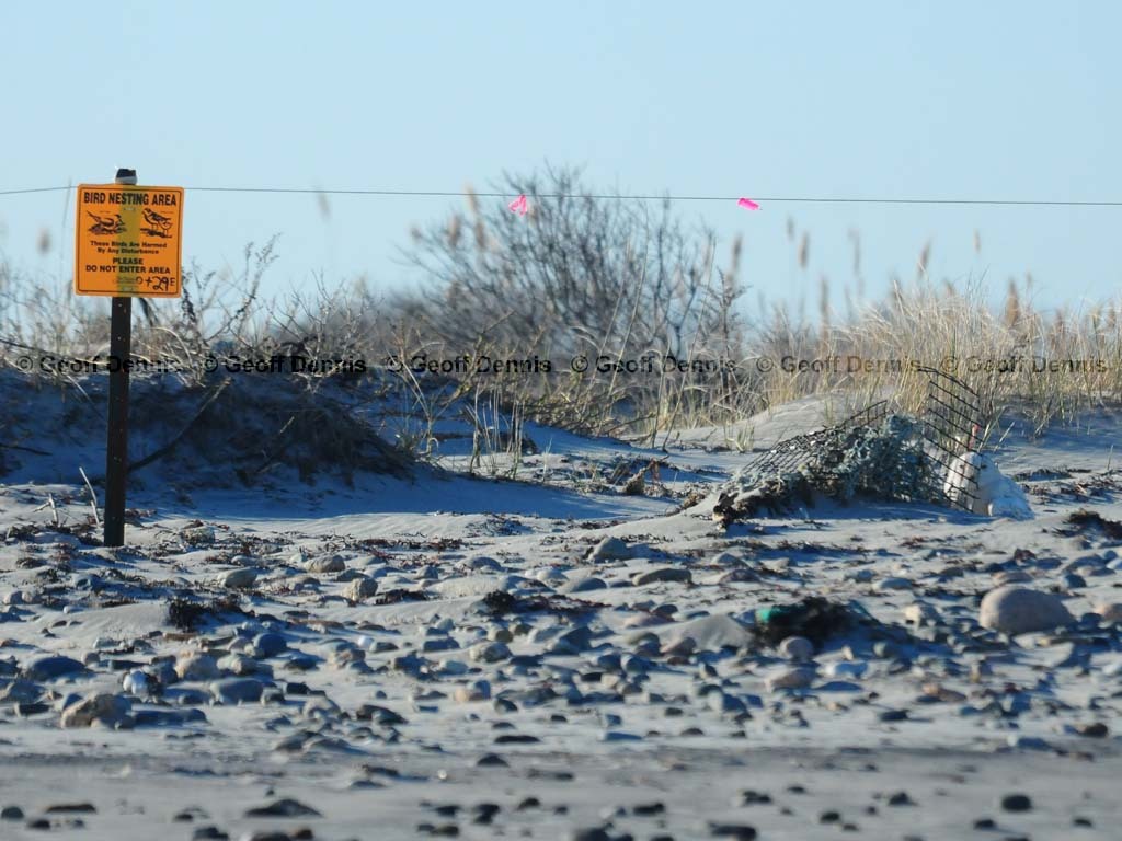 SNOW-CM_Snowy-Owl