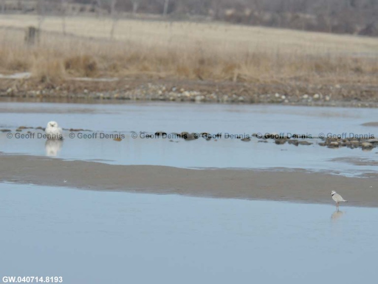 SNOW-CN_Snowy-Owl