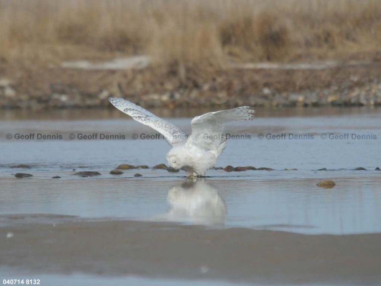 SNOW-CP_Snowy-Owl