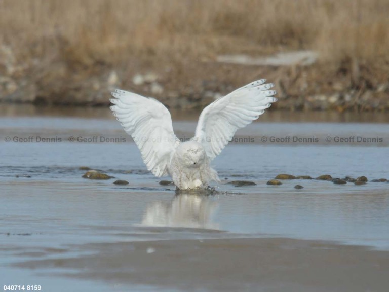 SNOW-CR_Snowy-Owl