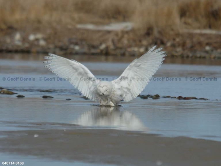 SNOW-CS_Snowy-Owl