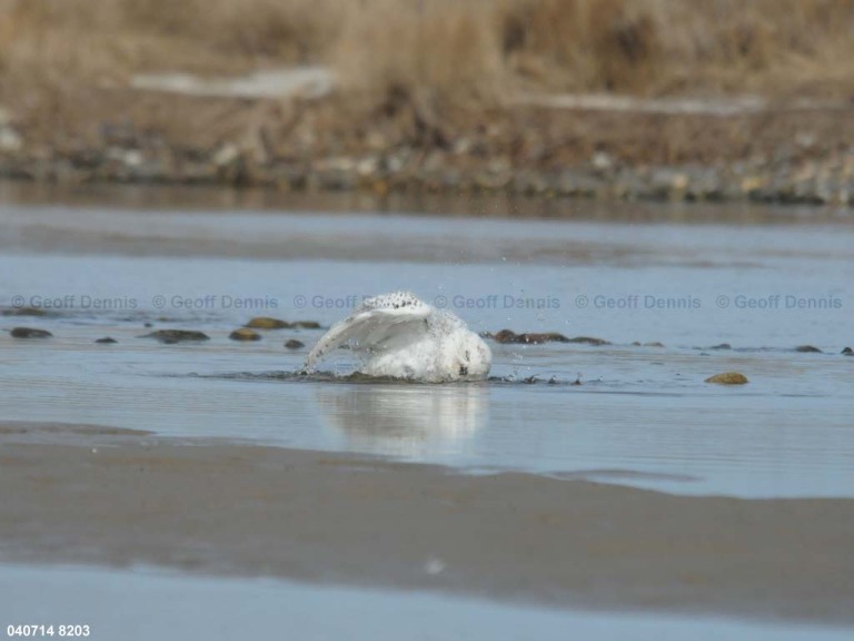 SNOW-CT_Snowy-Owl