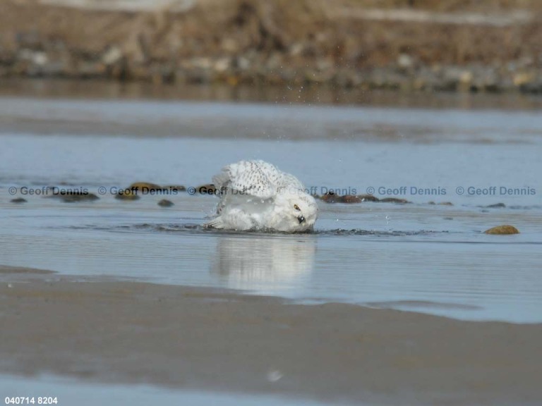 SNOW-CU_Snowy-Owl