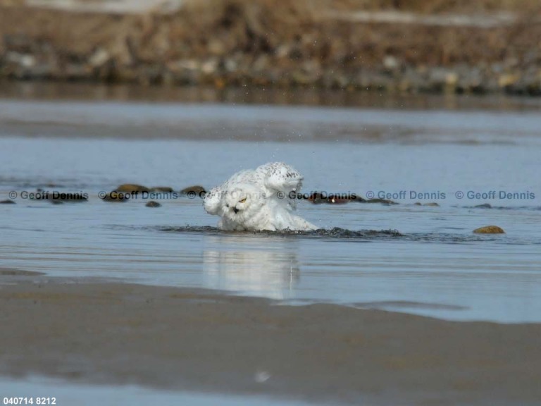 SNOW-CV_Snowy-Owl