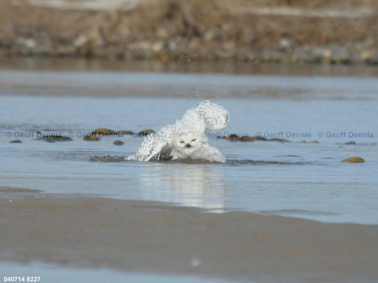 SNOW-CW_Snowy-Owl