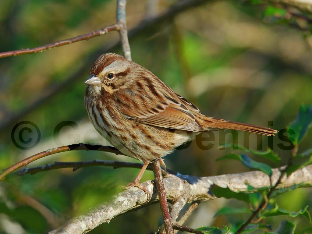SOSP-AA_Song-Sparrow