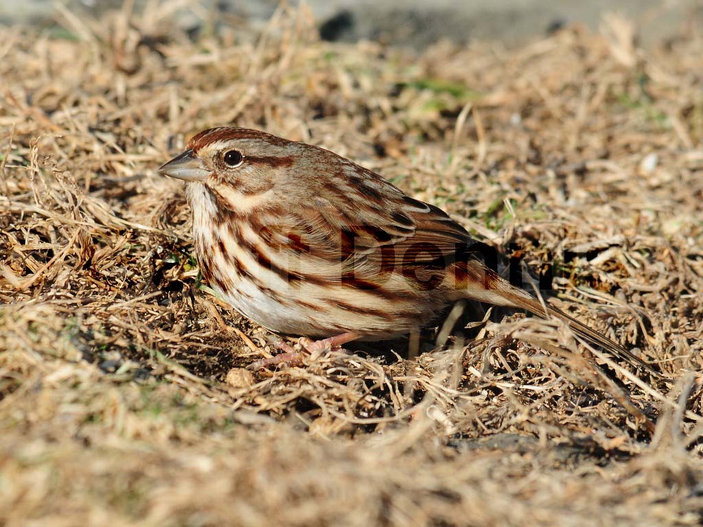 SOSP-AB_Song-Sparrow